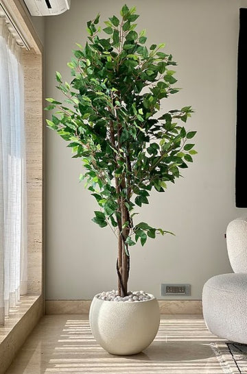 Shajjar Lemon  شجر ليمون   [ Height 200 cm ]